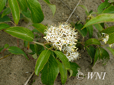 Pale Dogwood (Cornus obliqua)